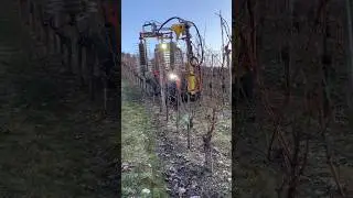 Pre-Pruning Before the Experts Step In!🥶🏔🎥@weingutmay #vineyard #winter #vines #viticulture #winery
