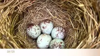 Song Sparrow Time Lapse