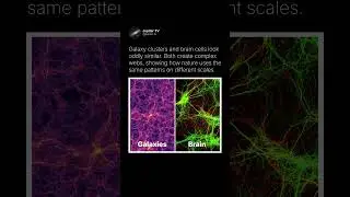 The Universe Looks Like a Brain 🧠 #shorts #space