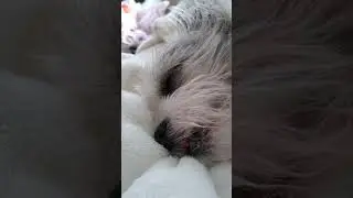 Walter dreaming