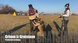 Protection training with malinois Grimm iz Gratsiano