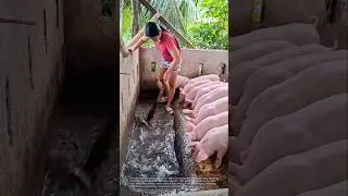 Cleaning a pigsty: a vital task in responsible pig farming