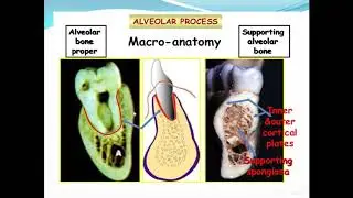 LEC 11       alveolar bone