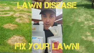 What's Killing My Grass? Lawn Disease Explained & Fixed