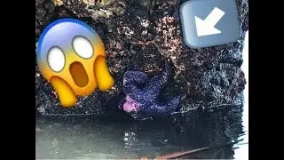 SUPER RARE PURPLE STARFISH? | Kayaking in the San Juan Islands, Washington, USA