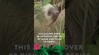 🦥Learn about Sloth Fur!