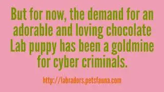 Avoiding Chocolate Lab Puppy Scams On The Internet