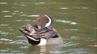 Le Canard Pilet