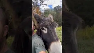 Meet Jake, an endangered Poitou donkey! #endangeredspecies #donkey #homestead