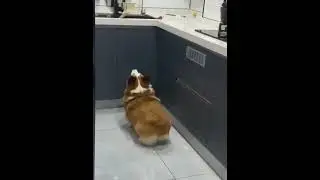 who said corgi cant stand up~?