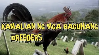 Mga kamalian Ng mga baguhang breeders | nokmatips