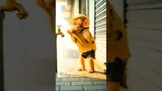 # helpful baby monkey #emotional #part