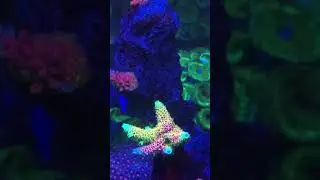 Rainbow splice Millepora
