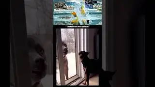 the silence was so loud #dog #kutta #glass #dogfight