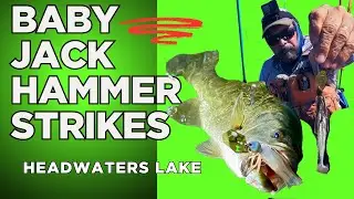 Z-Man Jack Hammer Baby Jack Review | Best Chatterbait for Big Bass & Numbers!