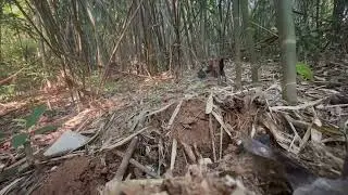 Gà Kon tum chạy quá nhanh kèo 5 phút thu phục 
