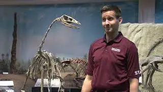 Cretaceous Q&A: What makes a dinosaur a dinosaur?