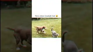 Cat used shadow clone jutsu irl|Naruto|Naruto Shippuden|#anime #naruto #narutoshippuden #narutoirl