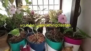 gardening in day temperature below 20&deg;C/69&deg;F