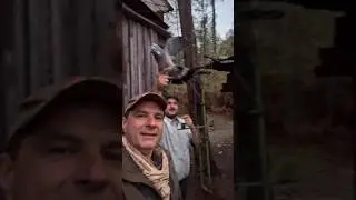 Chasse en palombi&egrave;re au filet au sol #chasse #palombe #tradition