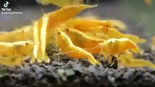 Goldenback Yellow Neocaridina Shrimp