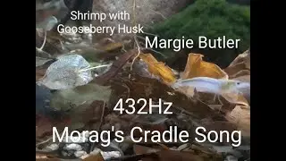 Shrimp with Gooseberry Husk 432Hz Margie Butler Morag's Cradle Song