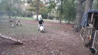 Pissed off goat