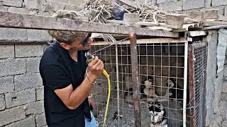 عمل اقفاص لذئاب والكلاب شاهدو صدمة كاسبر ولوسي وخسارة بايكر