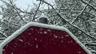 La neu emblanquina el Parc Natural de Sant Lloren&ccedil; del Munt