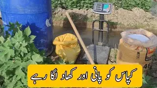 Cotton ko pani or fertilizer lga rhy hen. #farming #cotton #agriculture