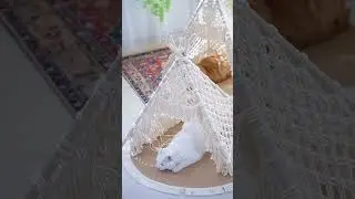 He looks so pretty in this cute cat teepee we made for him