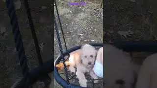 Dog is enjoying being on the swing #dog #swing #shorts #shortvideo #viralvideo