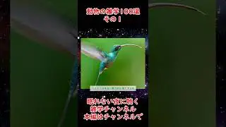 動物の雑学１００選その４ #shorts