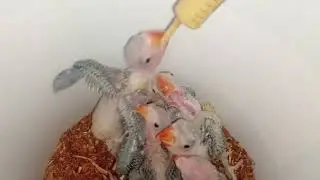 Indian green Raw talking parrot chicks hand feeding/baby birds chicks #talkingparrot#pakistan #india