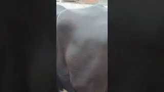 best quality Murrah buffalo
