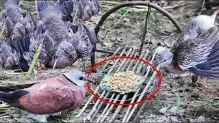 Awesome  Bird Trapping in Village​ by Fishing Man | How To Install Bird Trap in Country