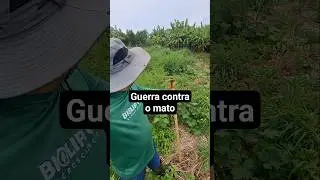 Capinando as abobrinhas #ro&ccedil;a #sitio #vidanaro&ccedil;a #horta