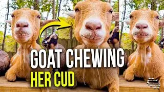 Goat Chewing Her Cud and Relaxing on a Nice Day