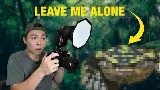 This animal in Singapore TERRIFIED me. Until I started photographing it.