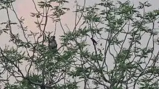 Crow teasing monkey 🐒 🐦&zwj;⬛ #birdnest #nature #monkey #crow #birds #animals #naturephotography #crows