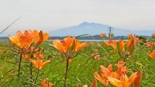 野生の花々☆小清水原生花園（網走国定公園）