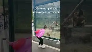 Смешное видео танец 🐵обезьяни#cute #love #photooftheday #beautiful #fashion #happy