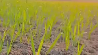 farmer WhatsApp Status   farmer Song Status    WhatsApp Status   &nbsp;#Shorts#villagelife