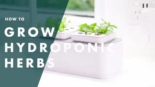 How To Grow Hydroponic Herbs | Bunnings Warehouse