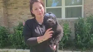 SOLD 12 week old mini Labradoodle puppy Jewels call or text 904-838-9628 