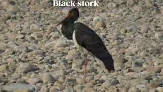 Birds of Indian Forests