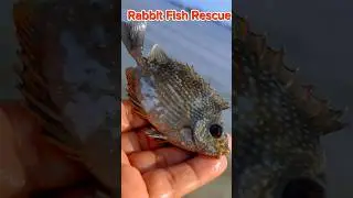 Stunning Rabbit Fish Rescued & Released! 🌊 #shorts #rabbitfish #fishing