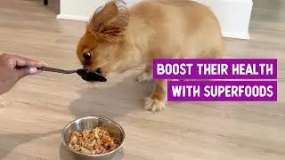 No More Cooking for Your Pup: Introducing Bowl-Ready Gently Cooked Pet Food in Delicious Bone Broth