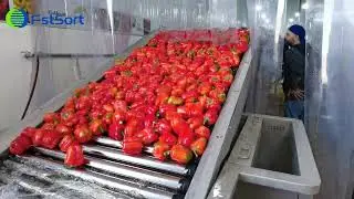 bell pepper washing drying and sorting line; Capsicum washing drying and sorting line