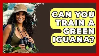 Can You Train A Green Iguana? - Reptilian Wonders